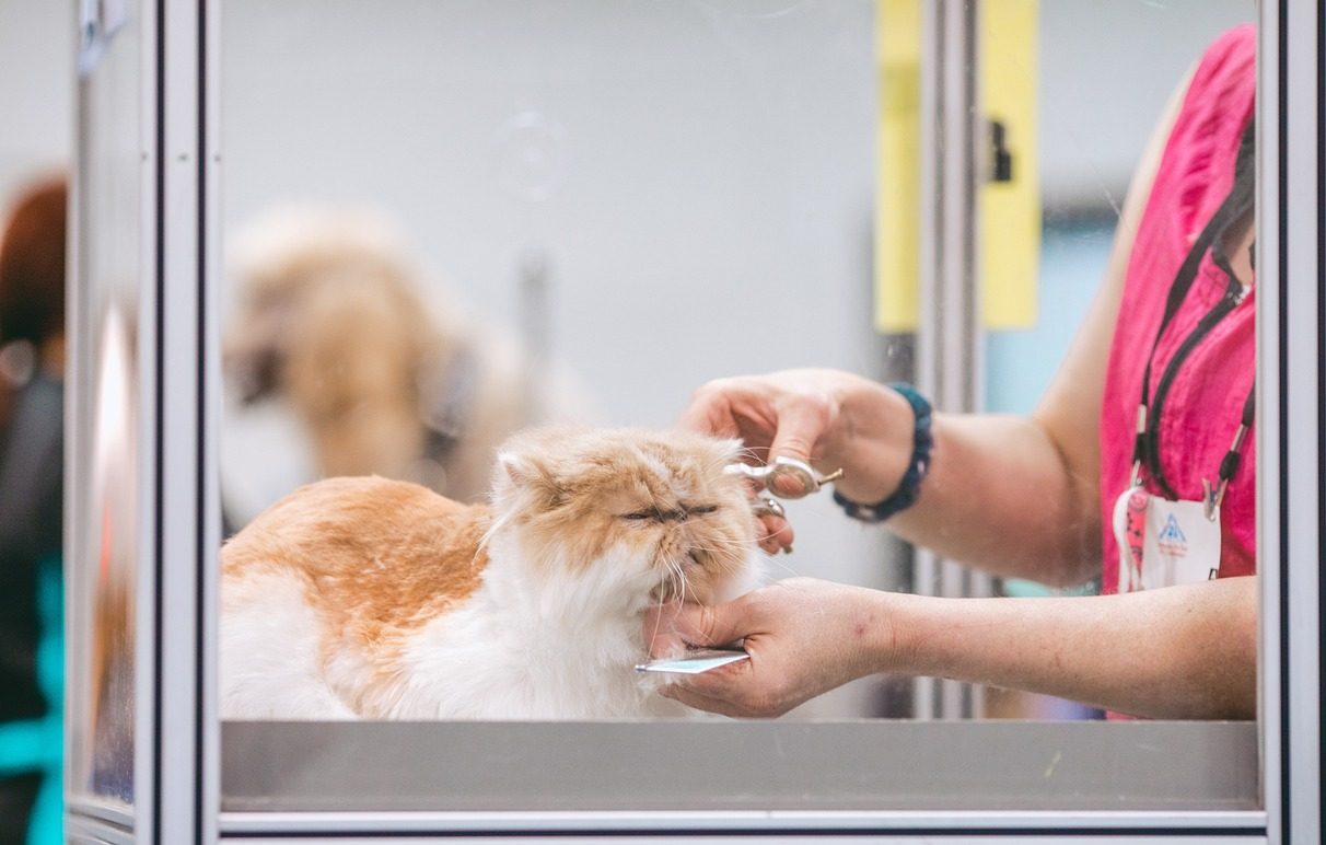 トリマーに役立つ英単語