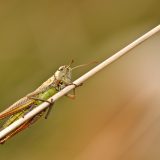 節足動物【サバクトビバッタ】を英語で紹介！群れになって移動する害虫バッタとは？