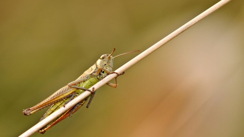 節足動物【サバクトビバッタ】を英語で紹介！群れになって移動する害虫バッタとは？