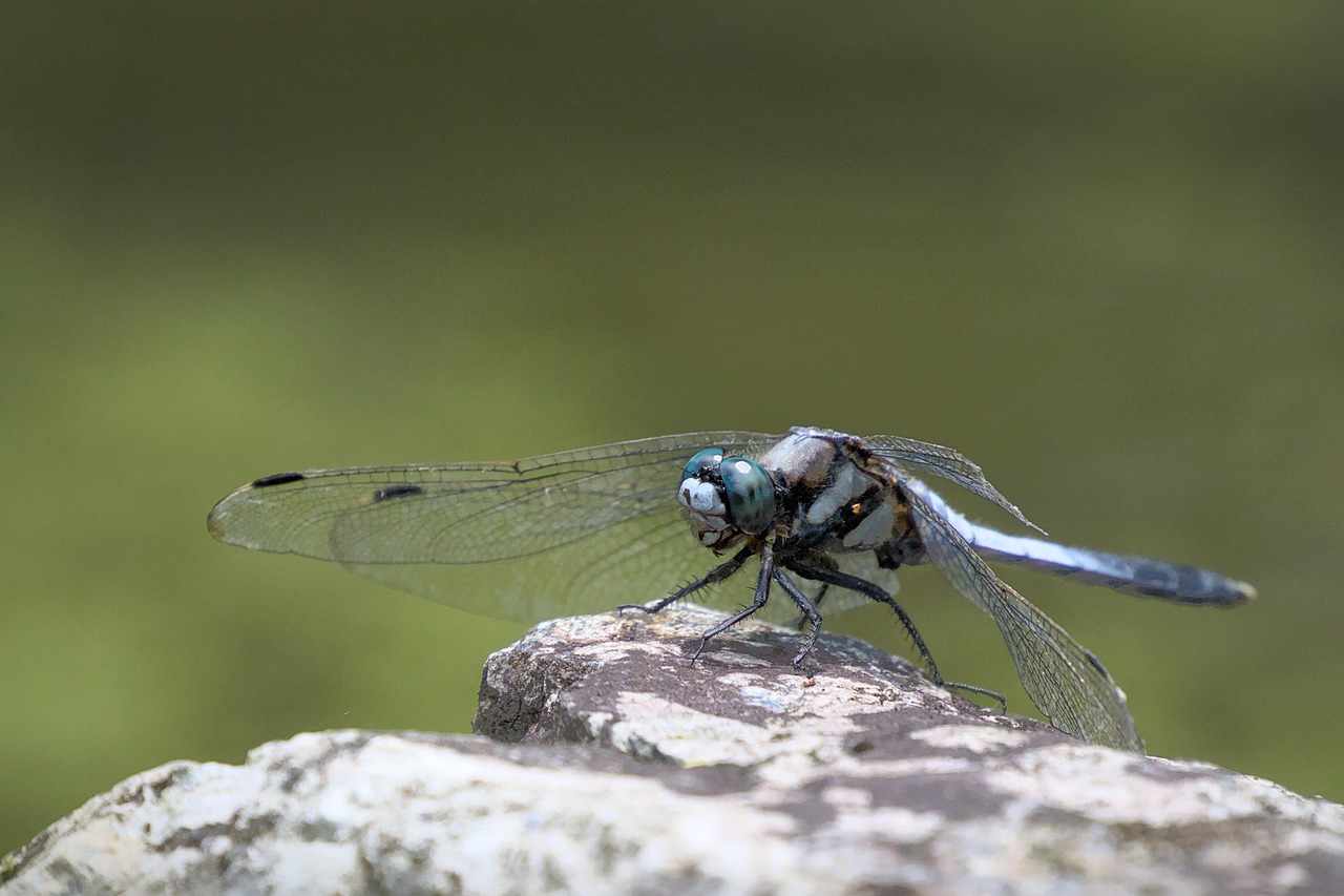 オオキバヘビトンボとトンボの違いを英語で説明