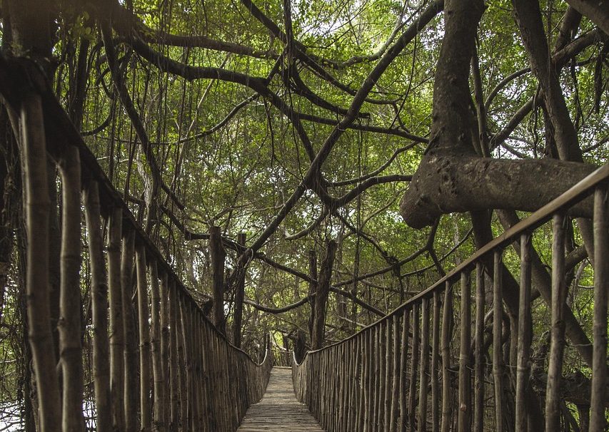 ツリーハウスホテルで役立つ英単語