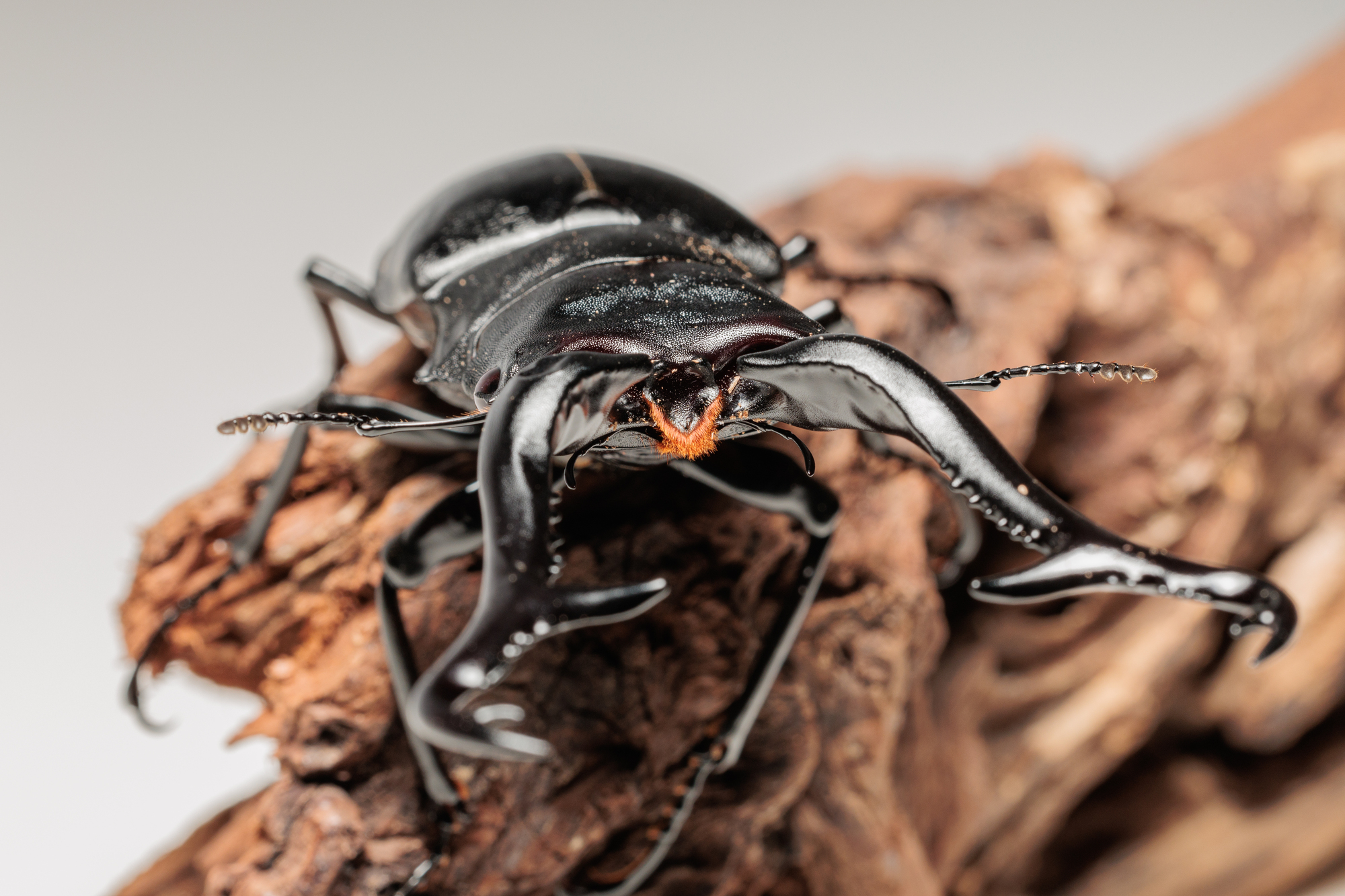 節足動物「ギラファノコギリクワガタ」の基本情報