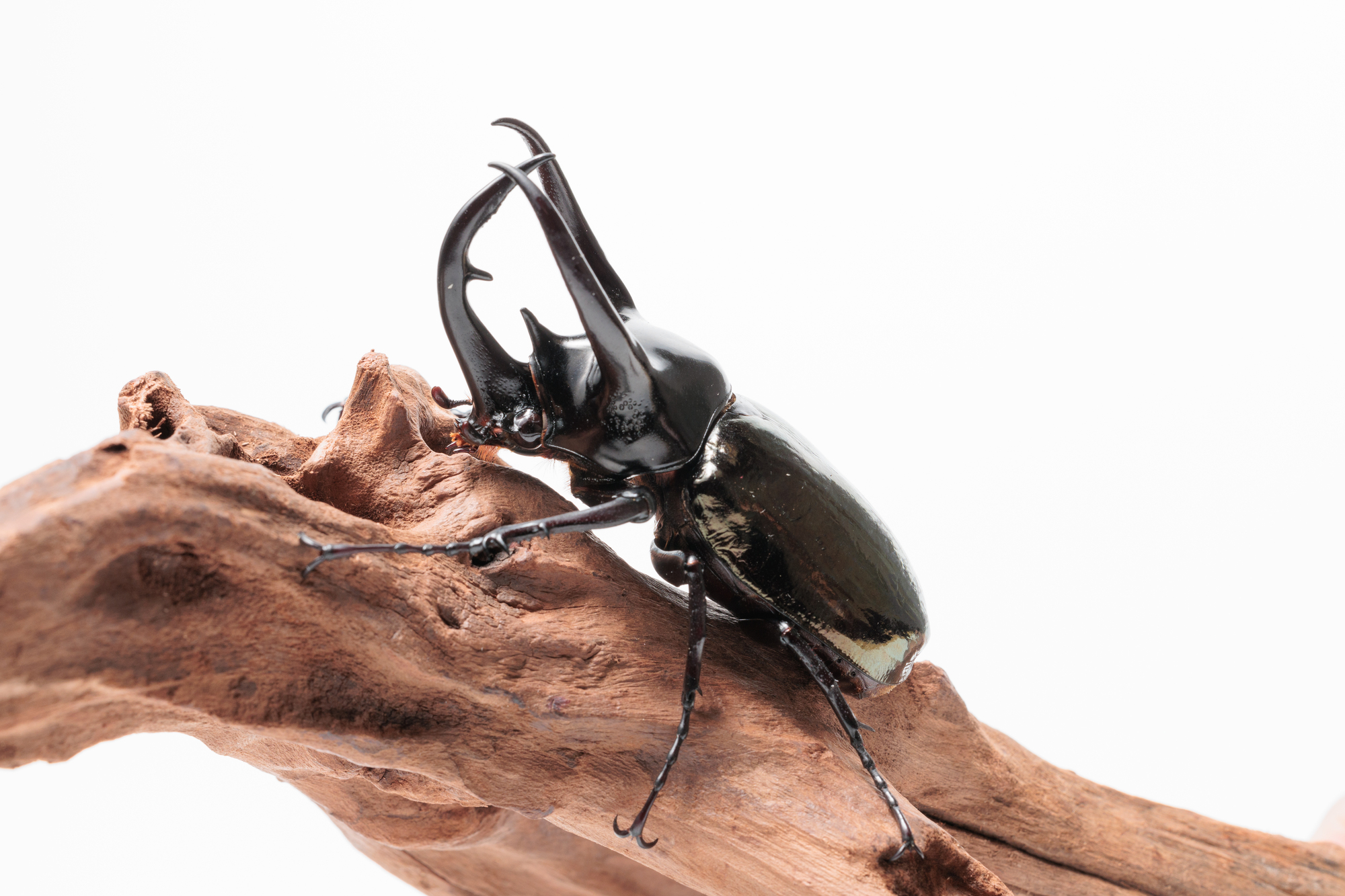 コーカサスオオカブトの性格と寿命は?