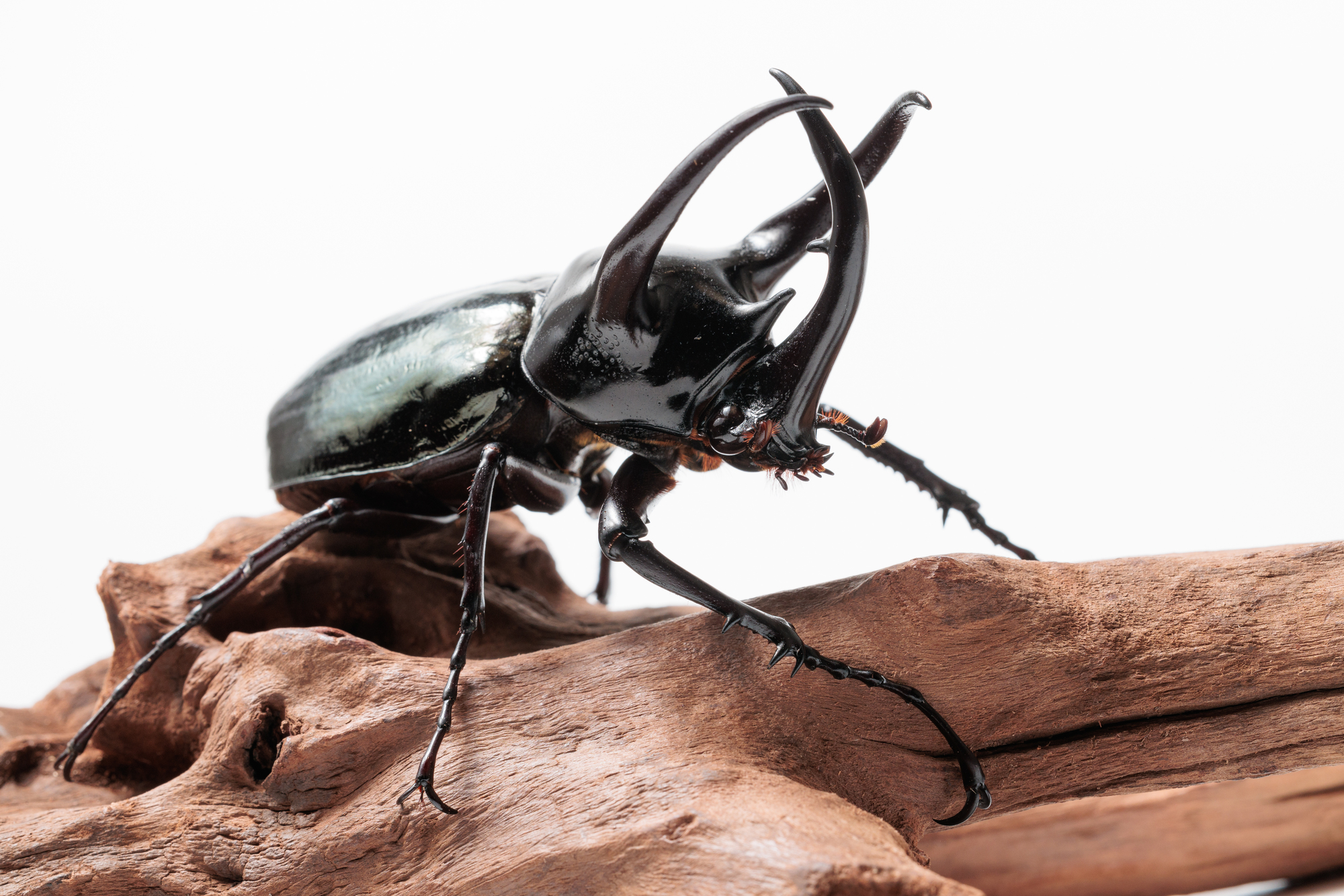 節足動物「コーカサスオオカブト」の基本情報