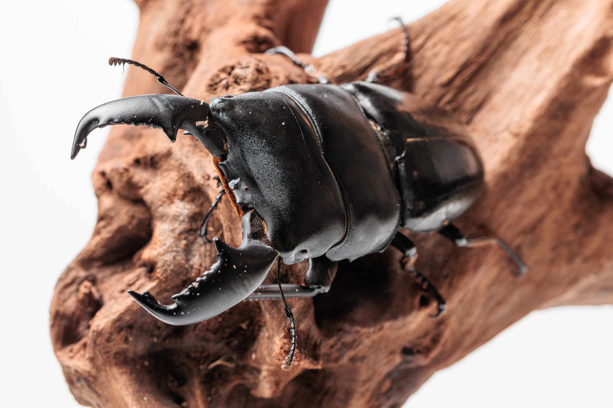 節足動物「スマトラオオヒラタクワガタ」の基本情報