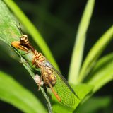 節足動物【カマキリモドキ】を英語で紹介！カマキリのようでカマキリでない昆虫とは？