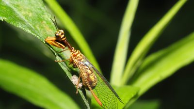 節足動物【カマキリモドキ】を英語で紹介！カマキリのようでカマキリでない昆虫とは？