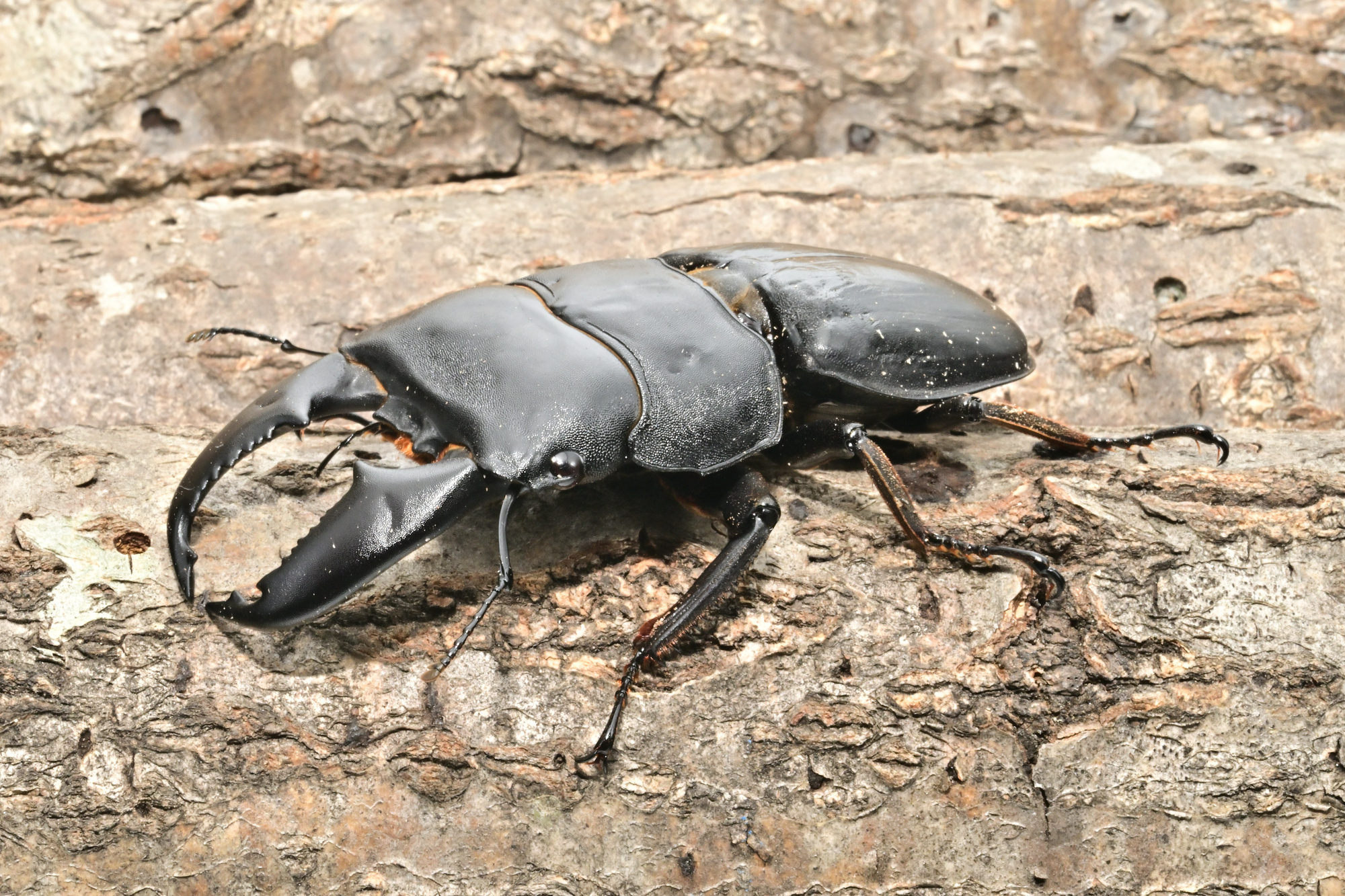 節足動物・スマトラオオヒラタクワガタを英語で紹介