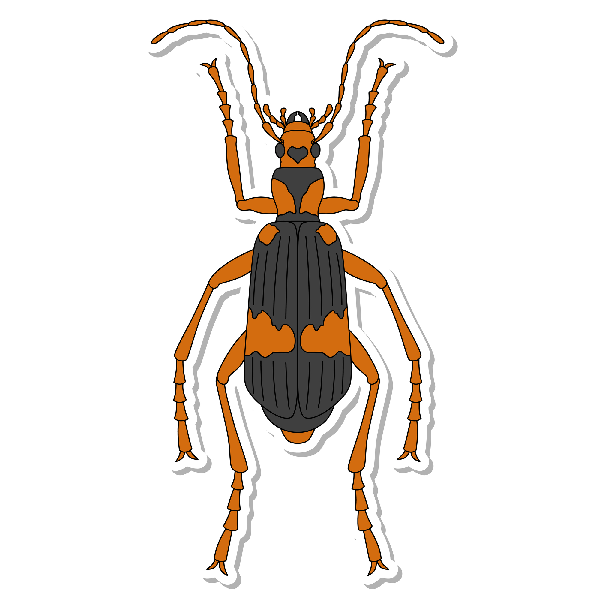 節足動物「ミイデラゴミムシ」の基本情報