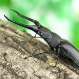 節足動物【ギラファノコギリクワガタ】を英語で紹介！長く特徴的な大あごでバトルも