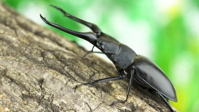 節足動物【ギラファノコギリクワガタ】を英語で紹介！長く特徴的な大あごでバトルも