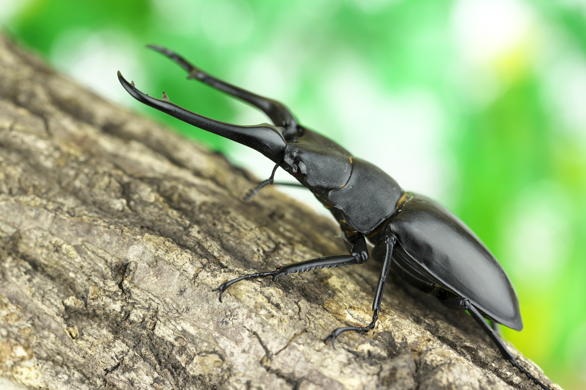 節足動物【ギラファノコギリクワガタ】を英語で紹介！長く特徴的な大