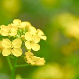 菜の花って英語でなんていう？意味や花言葉、料理名の表現や伝え方を解説