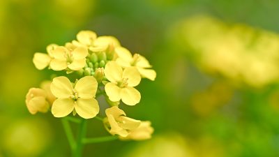 菜の花って英語でなんていう？意味や花言葉、料理名の表現や伝え方を解説