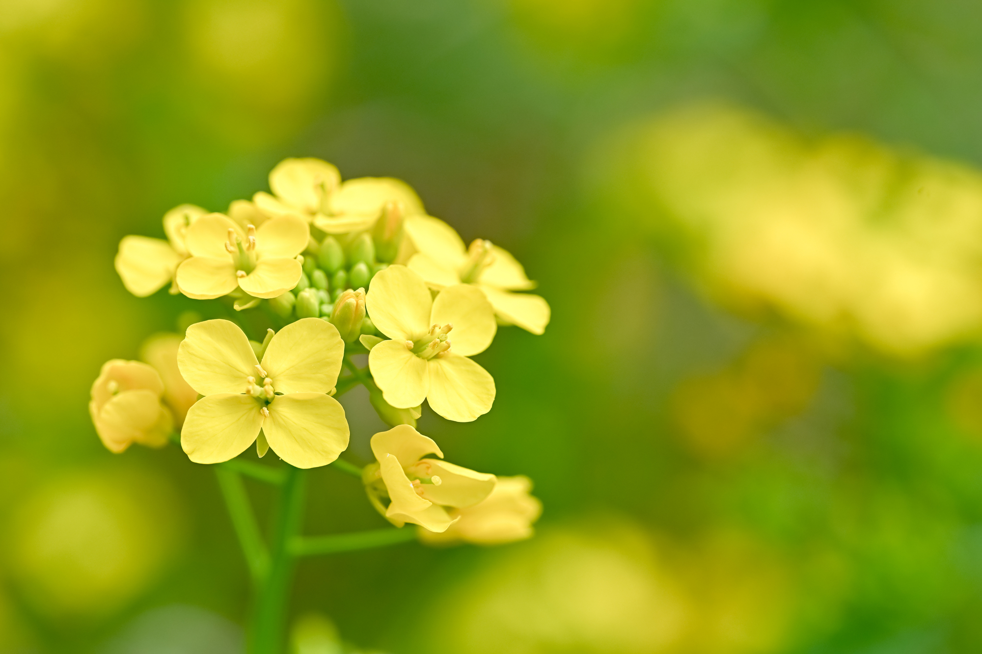 菜の花って英語でなんていう？意味や花言葉、料理名の表現や伝え方を