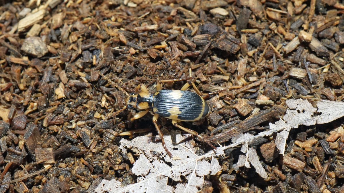 節足動物【ミイデラゴミムシ】を英語で紹介！その別名は「オナラ虫」
