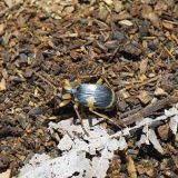 節足動物【ミイデラゴミムシ】を英語で紹介！その別名は「オナラ虫」 を選択 節足動物【ミイデラゴミムシ】を英語で紹介！その別名は「オナラ虫」