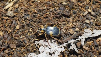 節足動物【ミイデラゴミムシ】を英語で紹介！その別名は「オナラ虫」