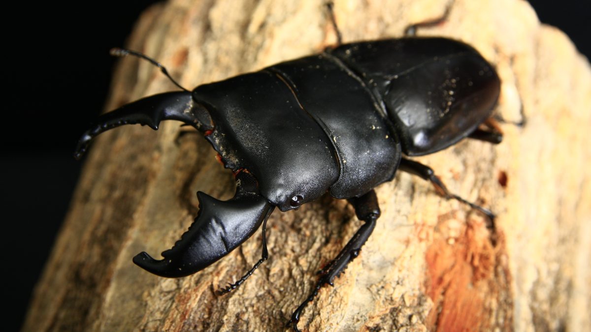 インドネシア・スマトラの節足動物【スマトラオオヒラタクワガタ】を英語で紹介！