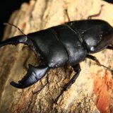 インドネシア・スマトラの節足動物【スマトラオオヒラタクワガタ】を英語で紹介！