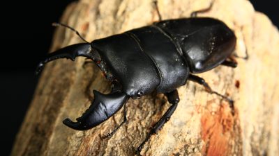 インドネシア・スマトラの節足動物【スマトラオオヒラタクワガタ】を英語で紹介！