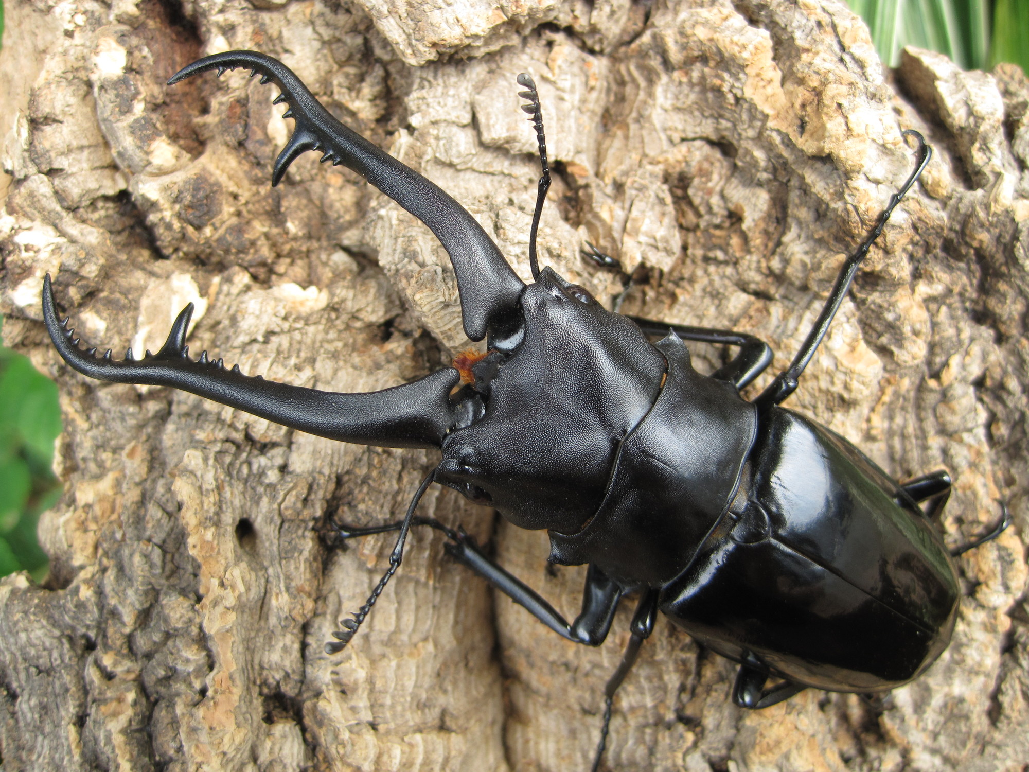 ギラファノコギリクワガタの性格と寿命は?