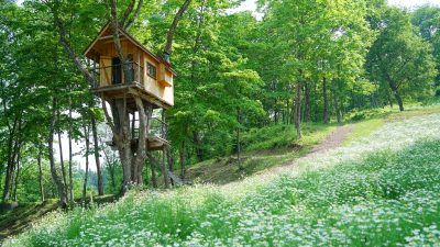 ツリーハウスホテルスタッフの仕事を英語で説明！業務内容や日本のツリーハウスの特徴をわかりやすく紹介
