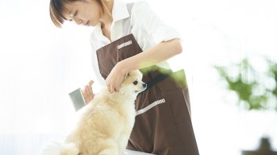 トリマーの英会話｜カットやケアに役立つ英単語とロールプレイング