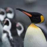 オーストラリアの世界遺産「マッコーリー島」とは？自然の宝庫を英語で巡る！