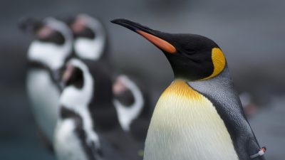 オーストラリアの世界遺産「マッコーリー島」とは？自然の宝庫を英語で巡る！