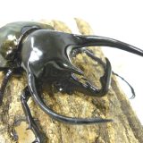 節足動物【コーカサスオオカブト】を英語で紹介！3本の角で戦う、世界最大級カブトムシとは？