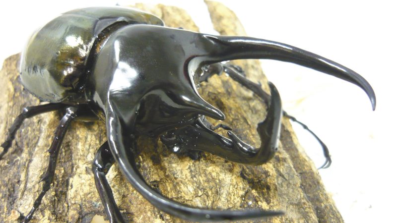 節足動物【コーカサスオオカブト】を英語で紹介！3本の角で戦う、世界最大級カブトムシとは？