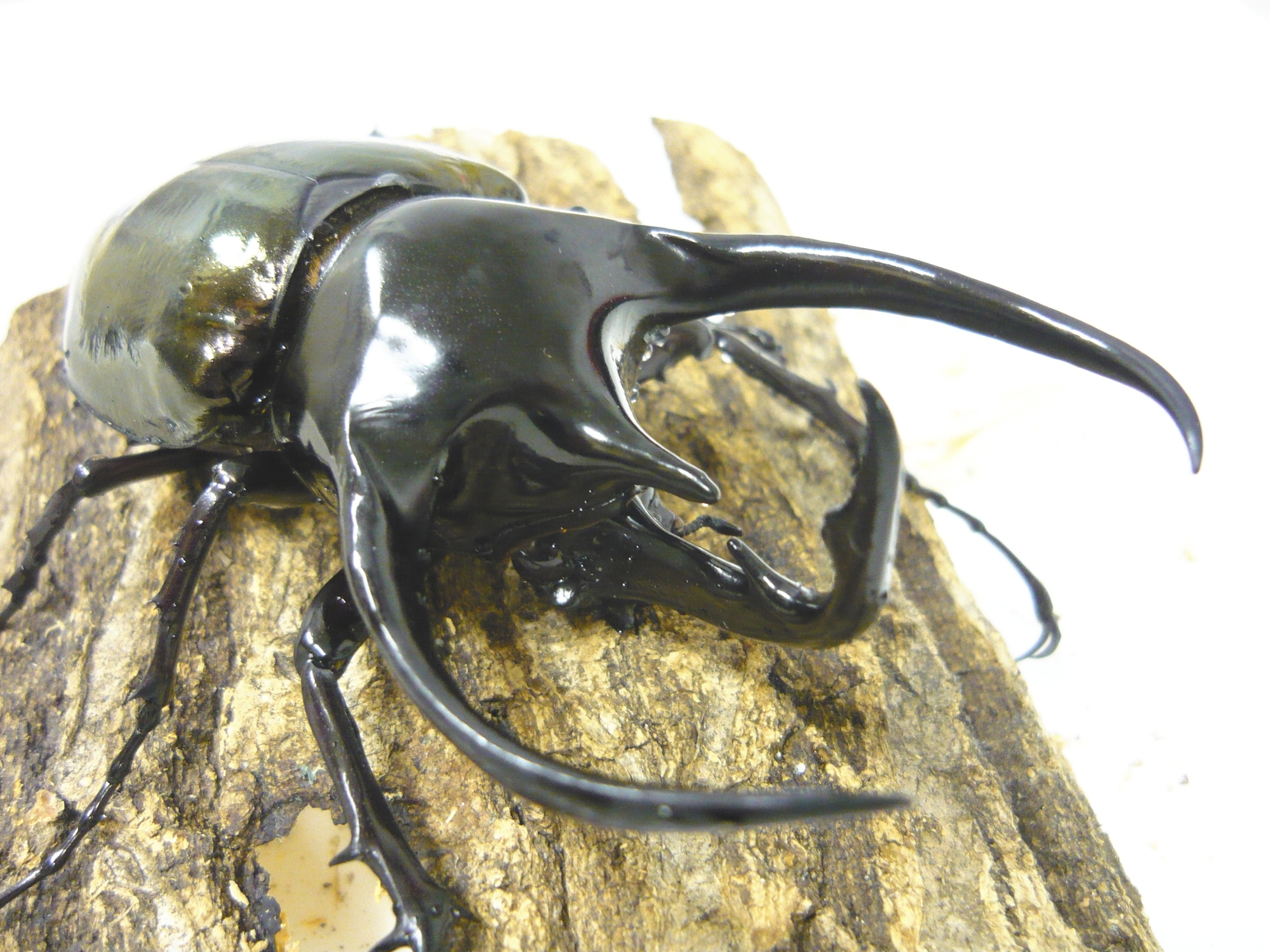 節足動物【コーカサスオオカブト】を英語で紹介！3本の角で戦う、世界