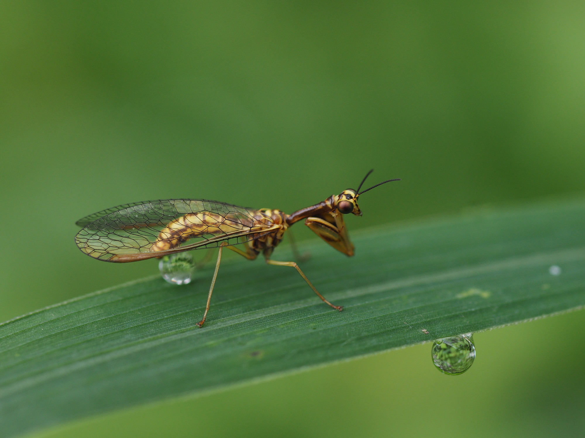 カマキリモドキの寿命は？