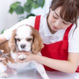 トリマーの仕事を英語で説明！業務内容や日本のペット文化をわかりやすく紹介