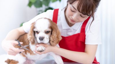 トリマーの仕事を英語で説明！業務内容や日本のペット文化をわかりやすく紹介