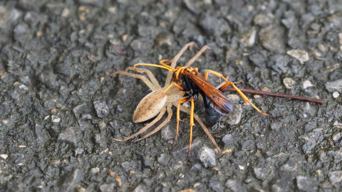 巨大ベッコウバチ 巨大ベッコウバチ 巨大ベッコウバチ 世界一大きいハチ – The Biggest