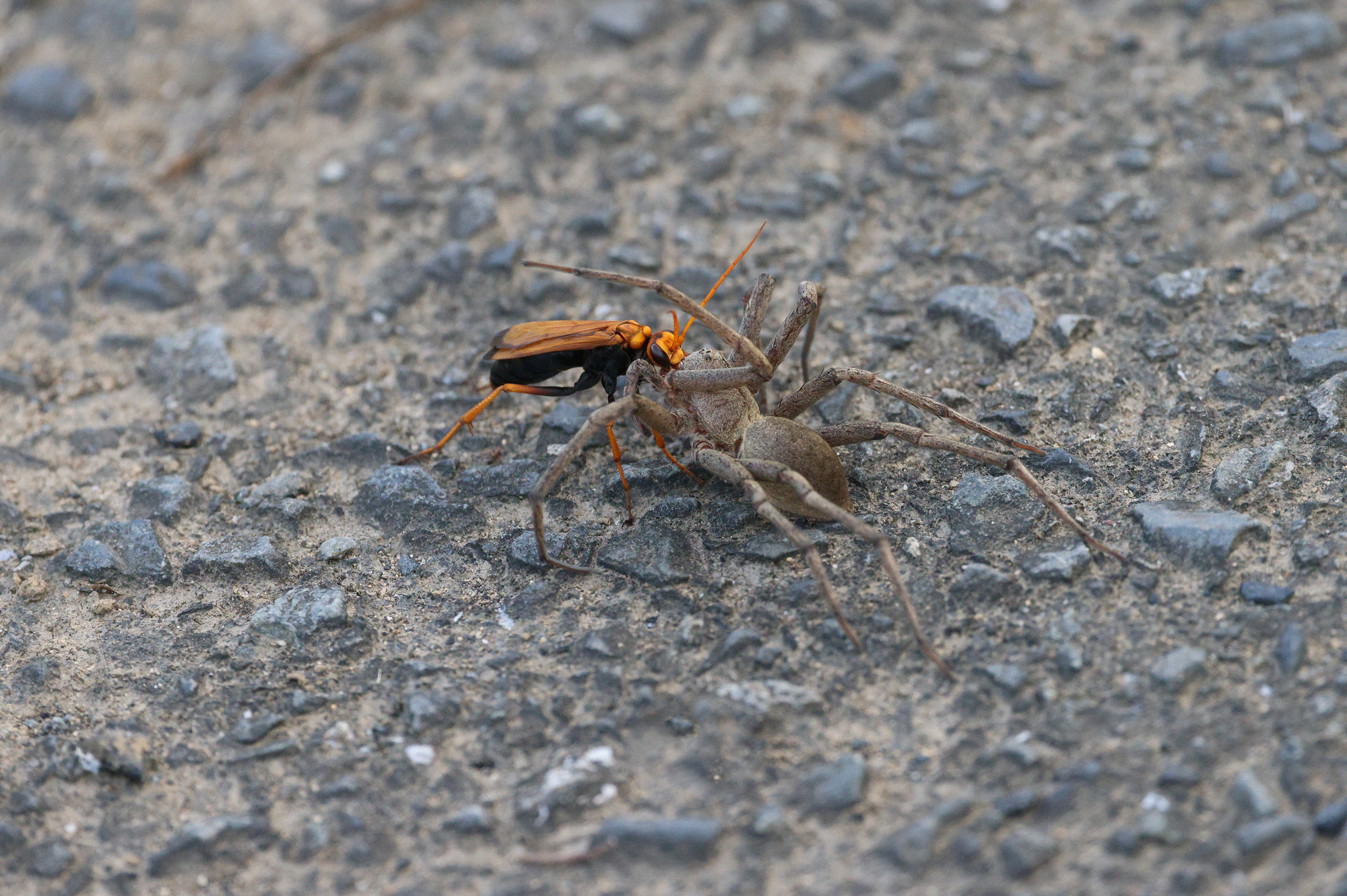 節足動物【オオベッコウバチ】を英語で紹介！日本にも生息する大型ハチ