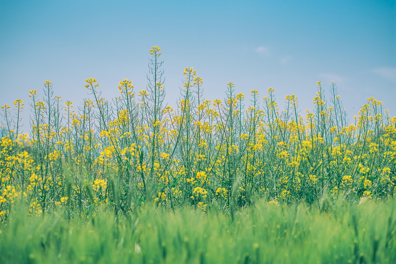 菜の花は英語でなんていう？