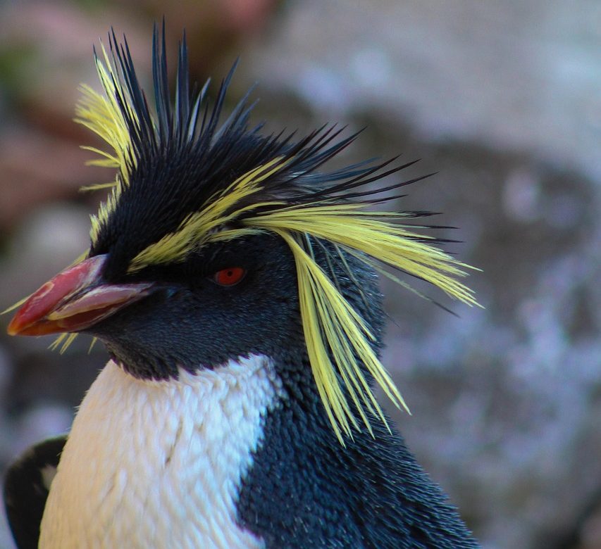 特徴・見どころ