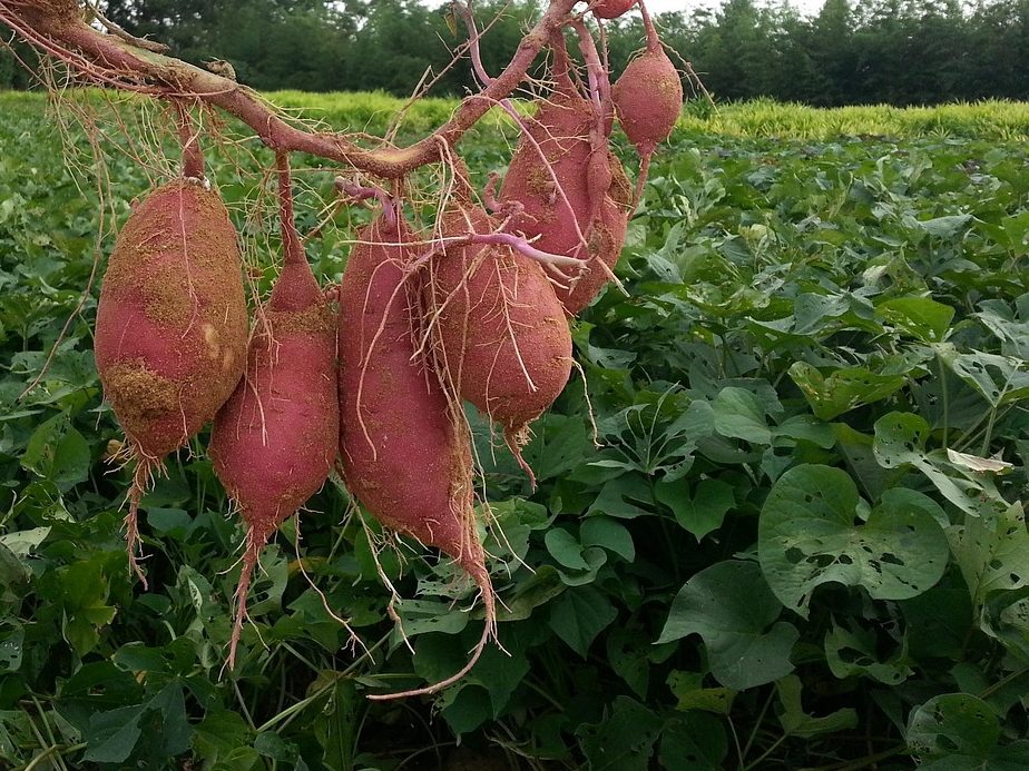 英語で子どもと「ふりかえる」活動