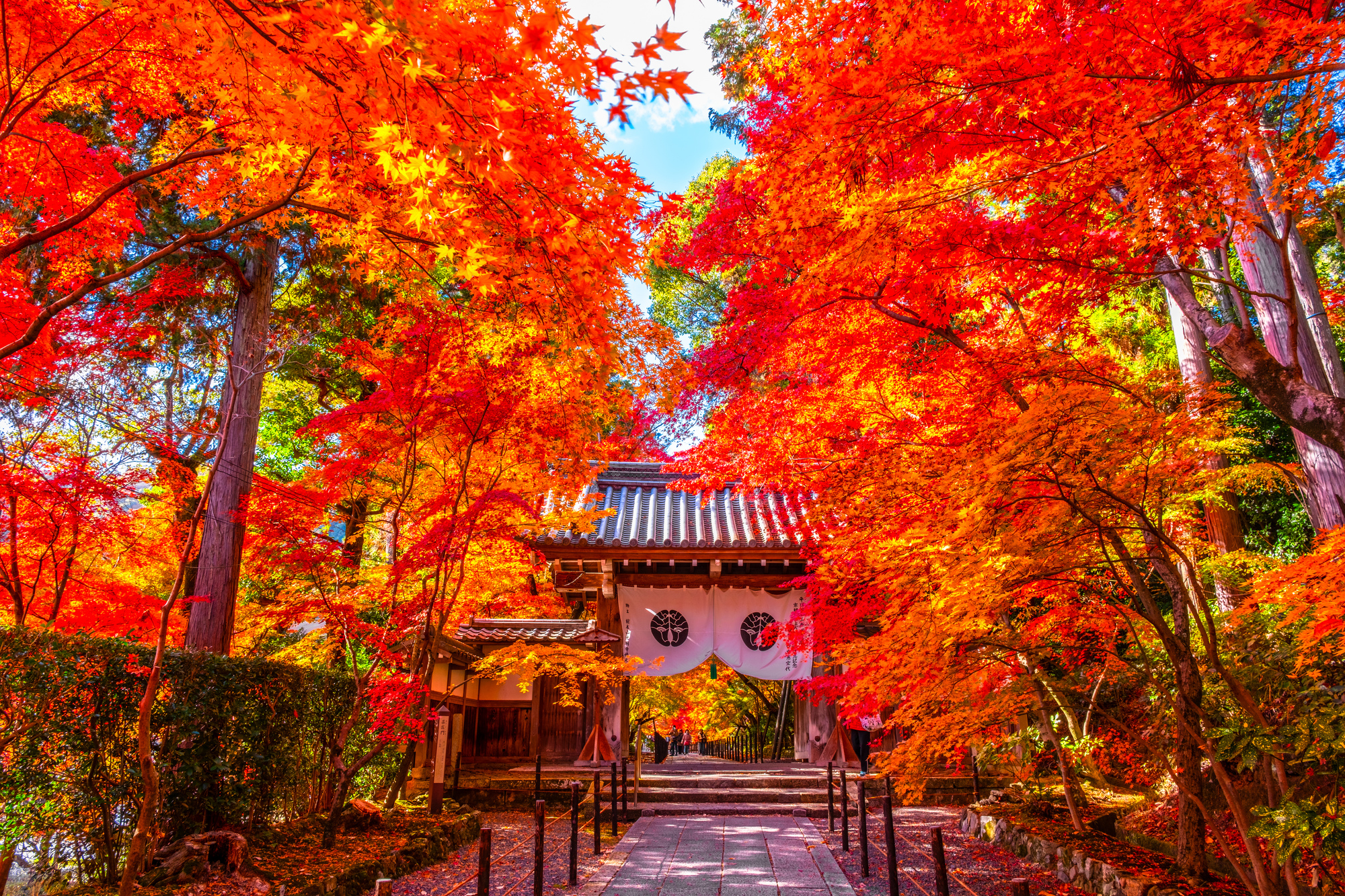 「紅葉シーズン」の英語