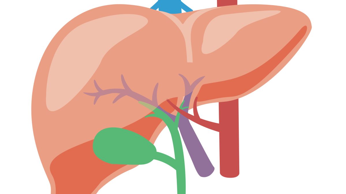 肝臓を英語で何て言う？関連する臓器や病気の伝え方をまとめて紹介
