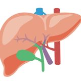 肝臓を英語で何て言う？関連する臓器や病気の伝え方をまとめて紹介