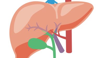 肝臓を英語で何て言う？関連する臓器や病気の伝え方をまとめて紹介