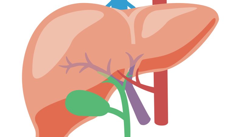 肝臓を英語で何て言う？関連する臓器や病気の伝え方をまとめて紹介