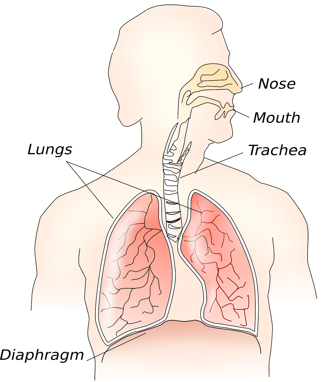 英語で"lung"の意味とは