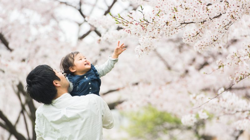 花見を英語で説明してみよう！花見のマナーや桜についての豆知識も