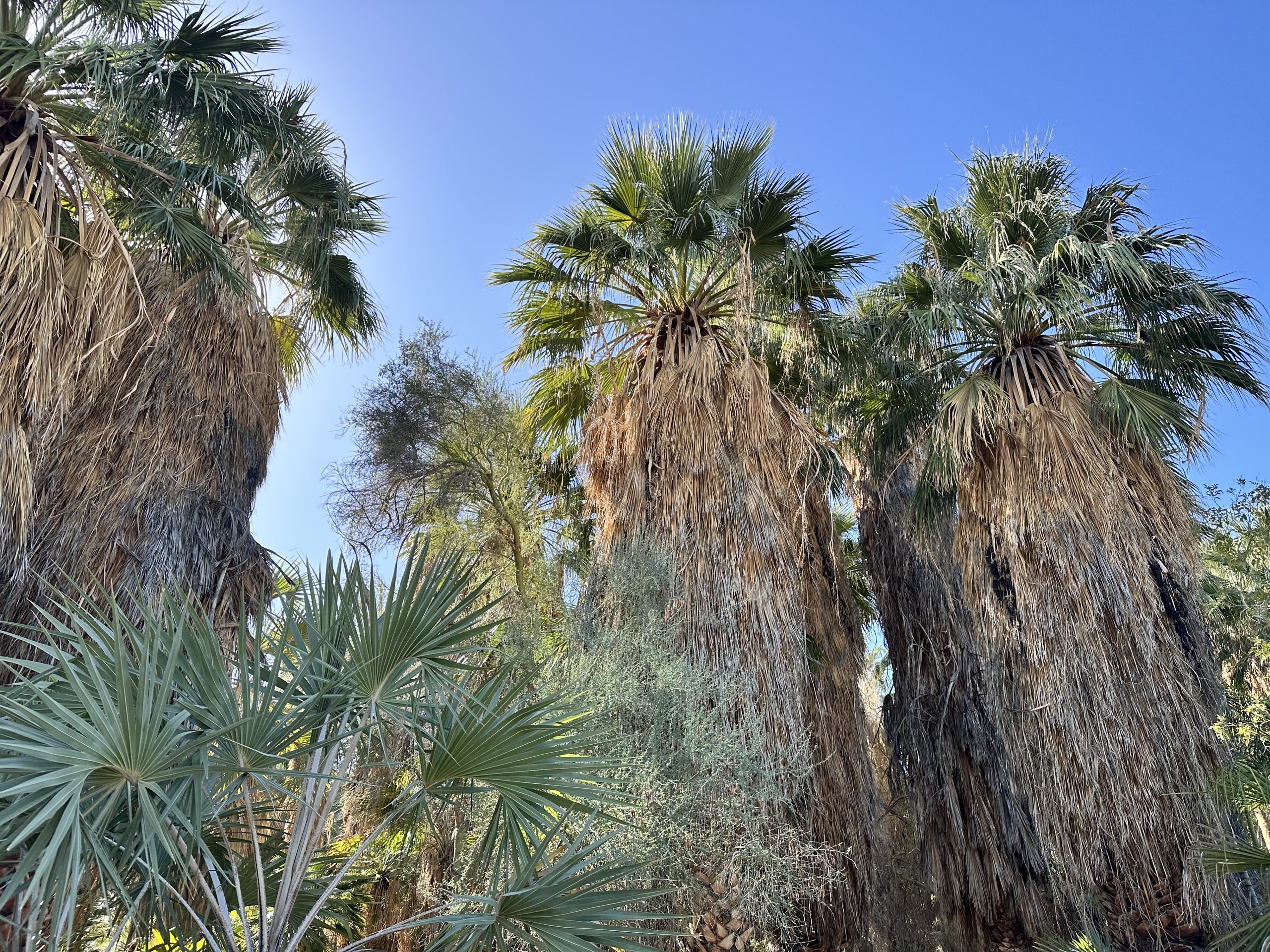 Palm Springsってどんな場所？