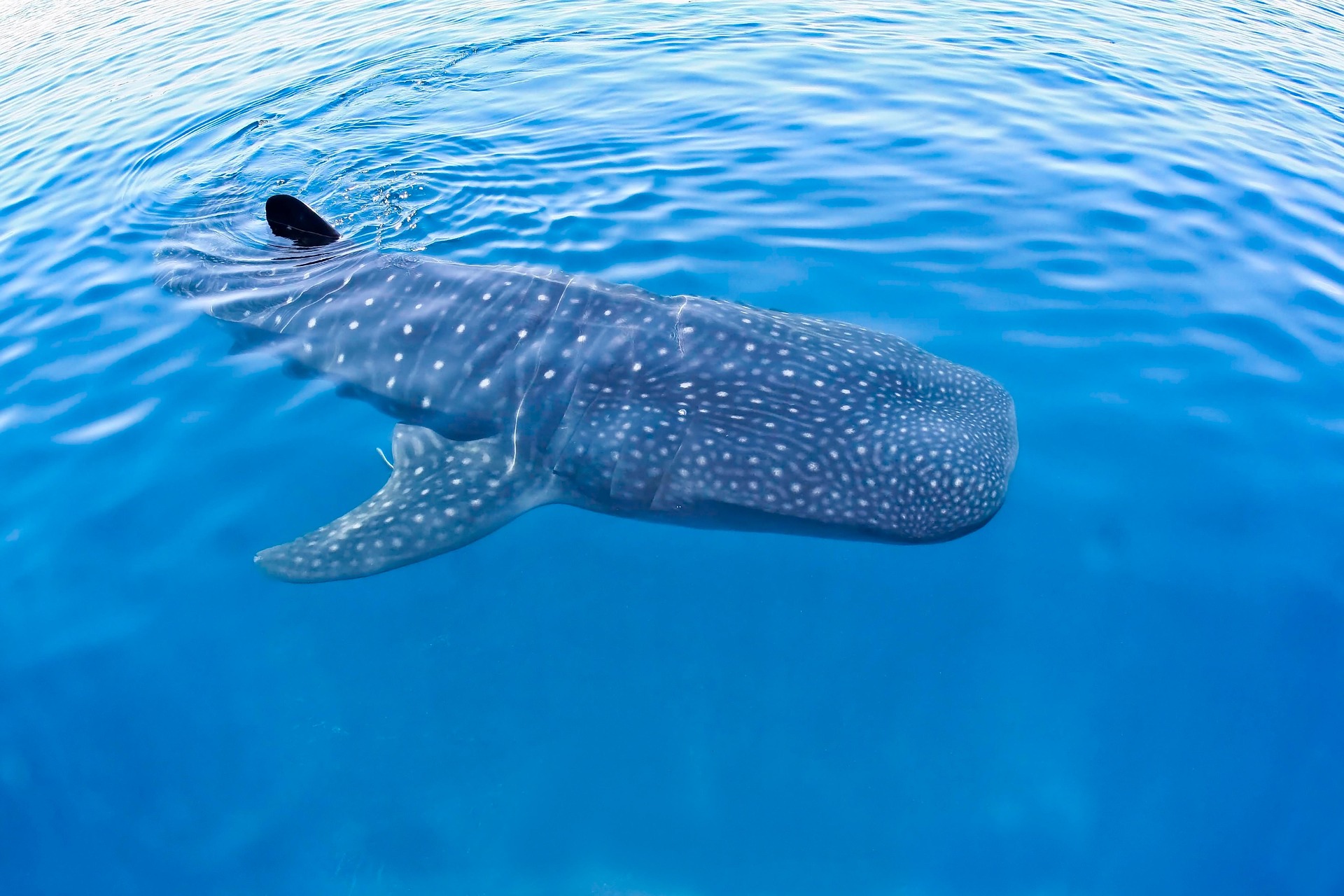 ジンベエザメは英語でwhale shark